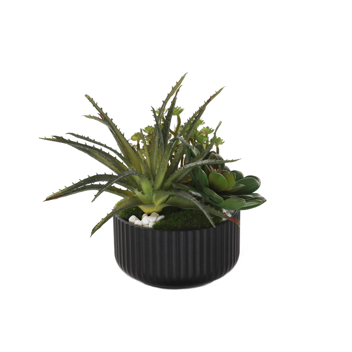 Succulent Arrangement with White Rocks Moss in Black Pot #S-56
