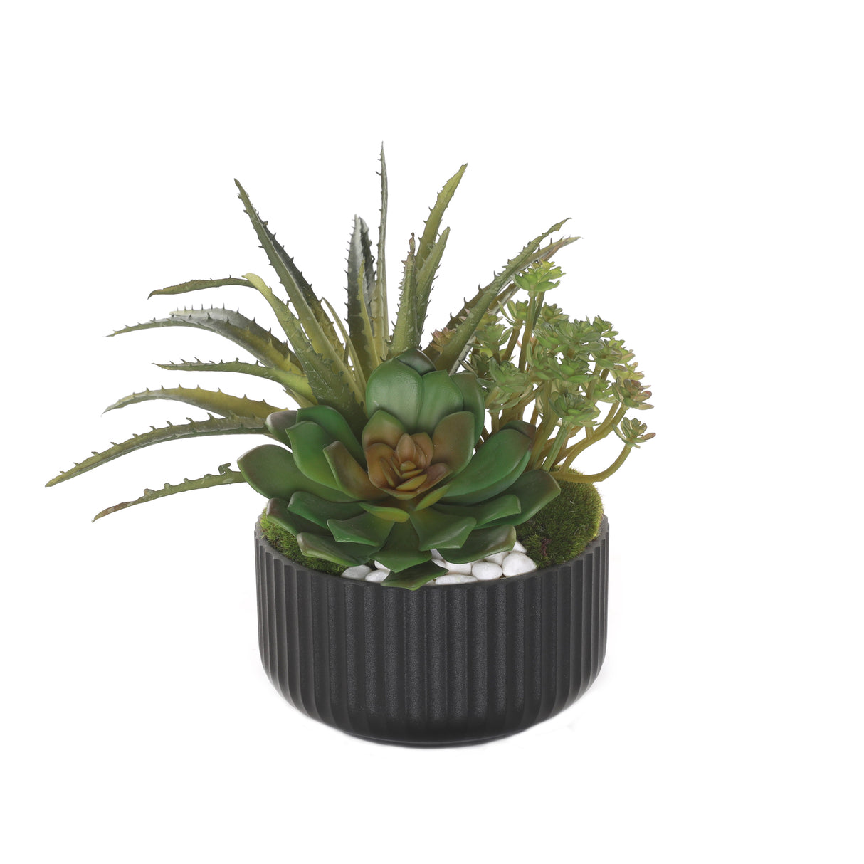 Succulent Arrangement with White Rocks Moss in Black Pot #S-56