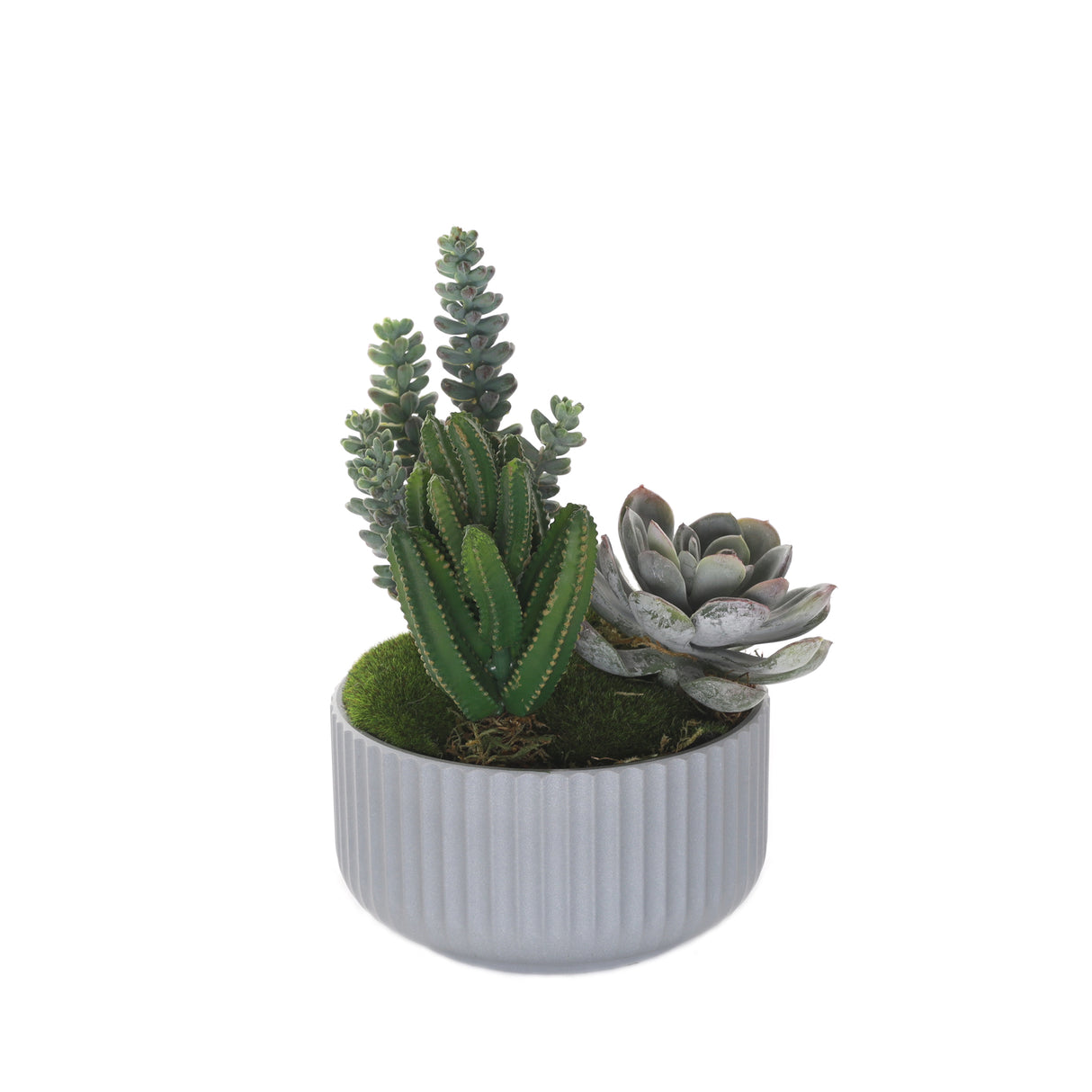Succulents Arrangement with Moss in Gray Pot #S-57
