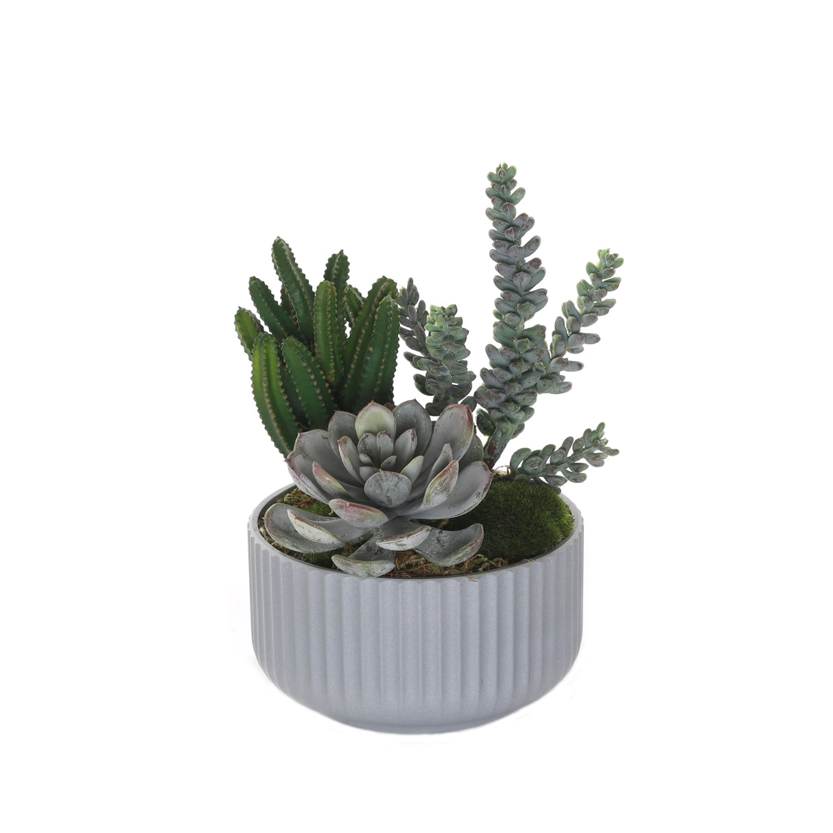 Succulents Arrangement with Moss in Gray Pot #S-57