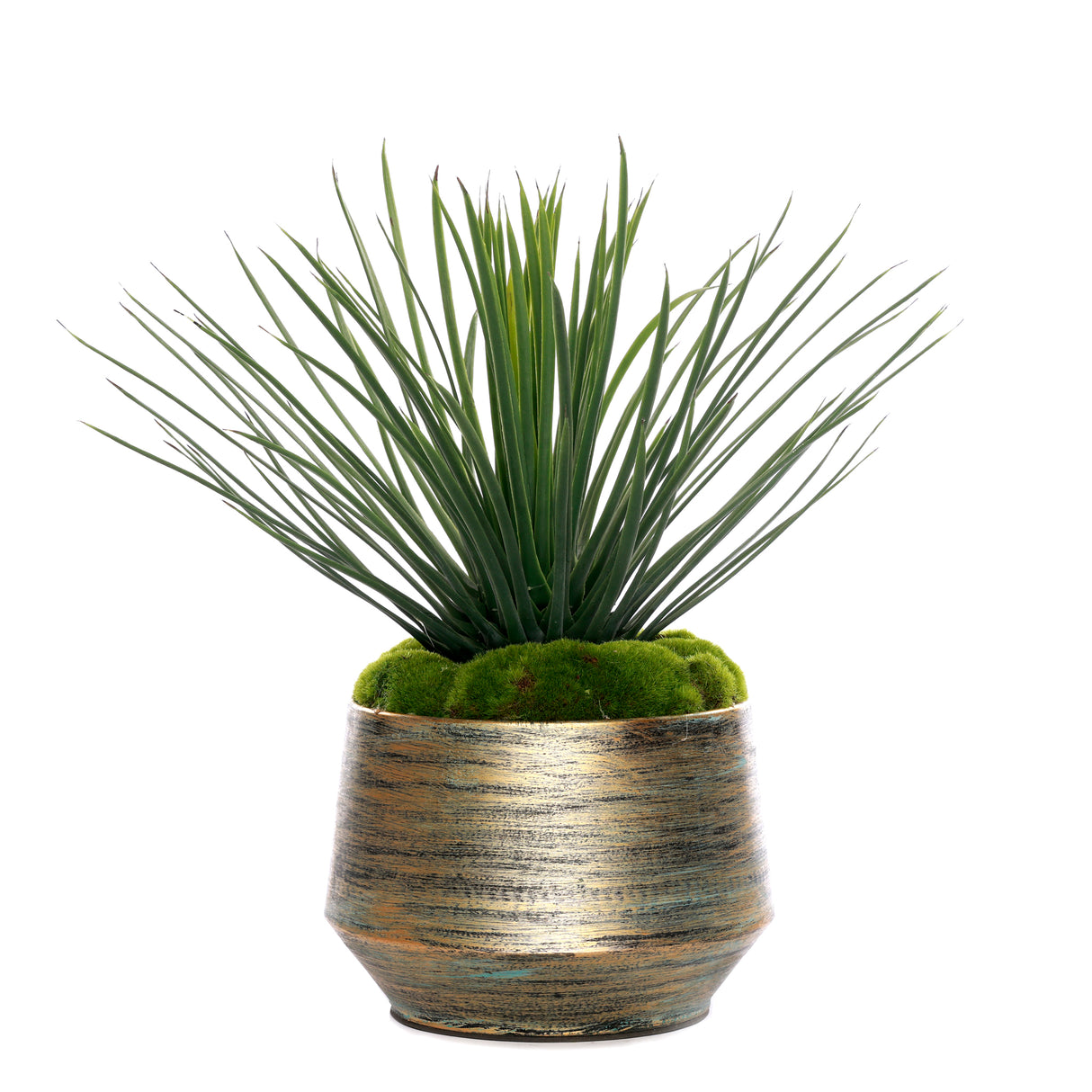 Whipple Yucca/Moss in Green Gold Metal Planter #S-69