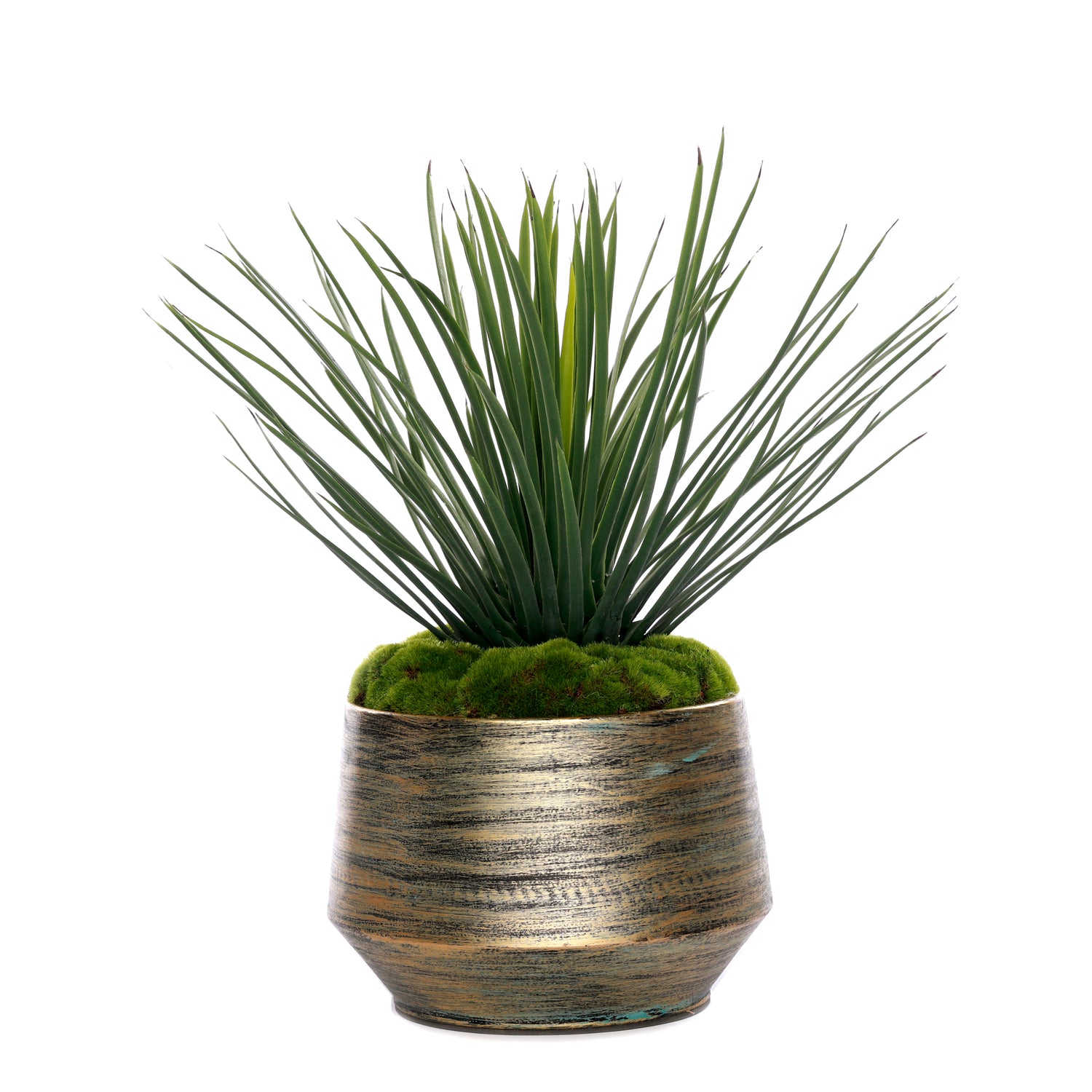 Whipple Yucca/Moss in Green Gold Metal Planter #S-69