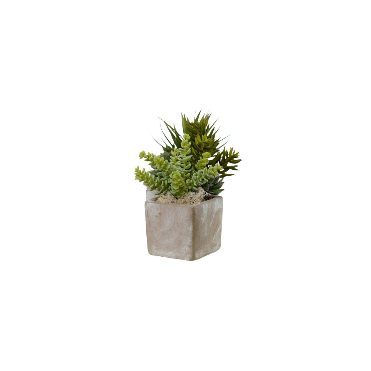 Succulents Arrangement in Concrete Triple Pot #S-73