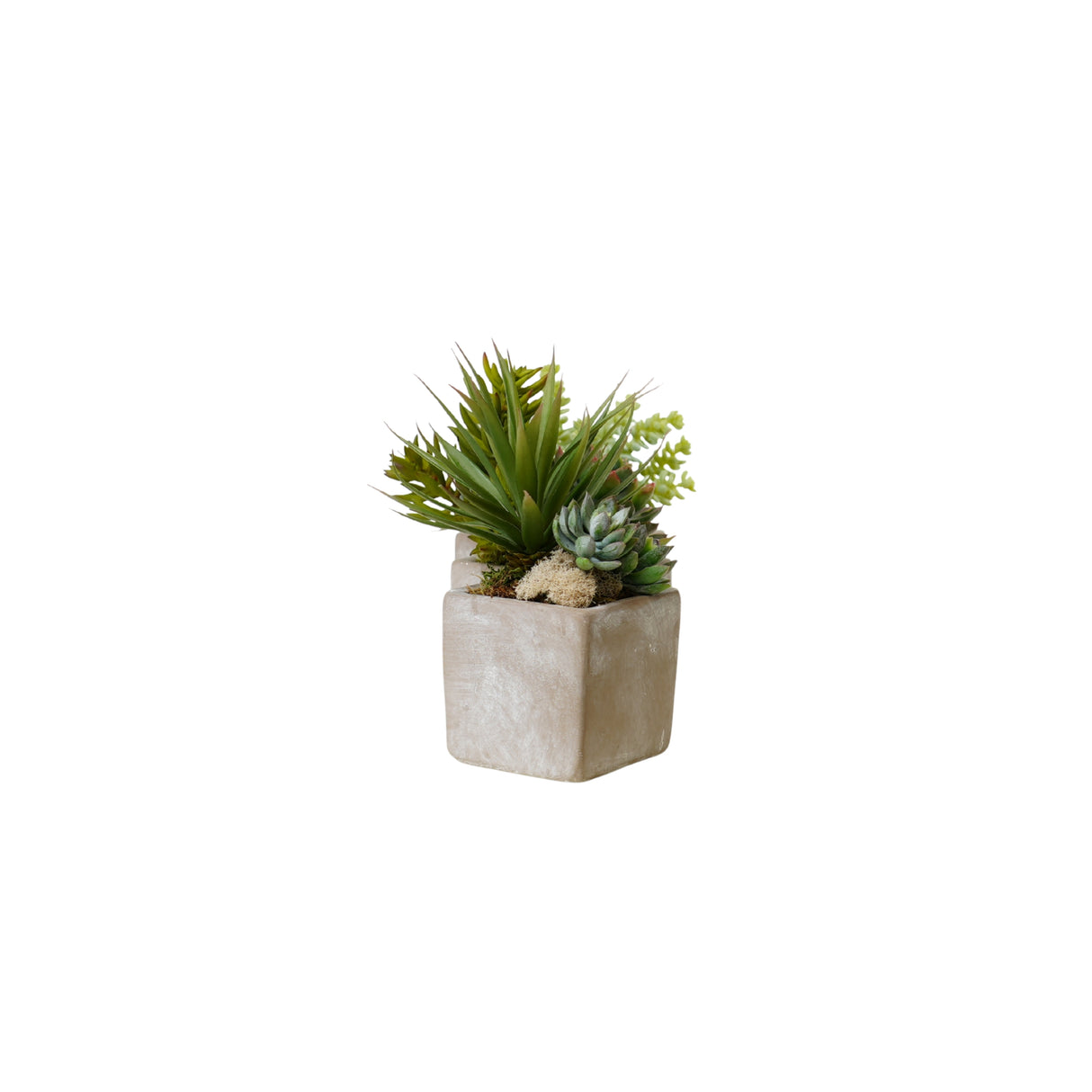 Succulents Arrangement in Concrete Triple Pot #S-73