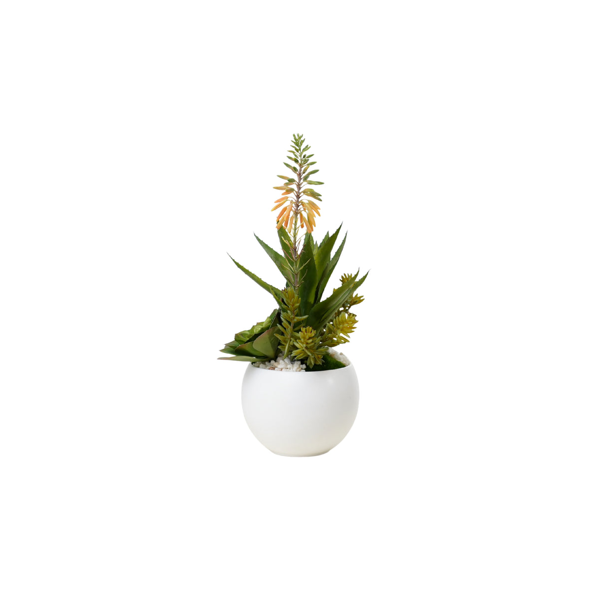Agave Succulent Arrangement in White Ceramic Sphere #S-74
