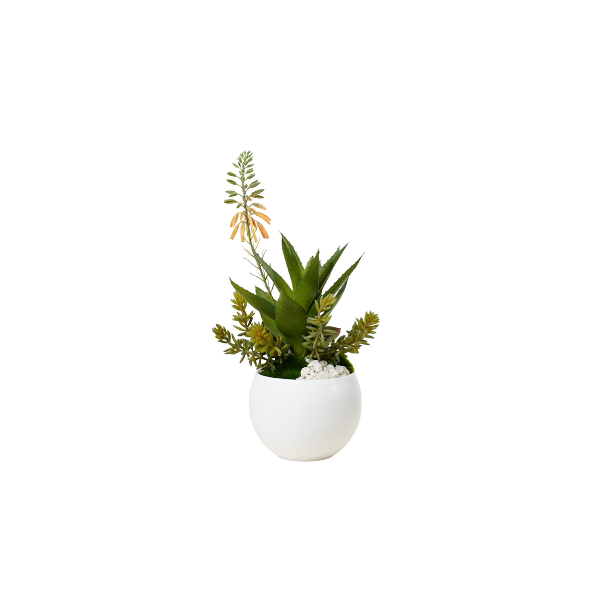 Agave Succulent Arrangement in White Ceramic Sphere #S-74