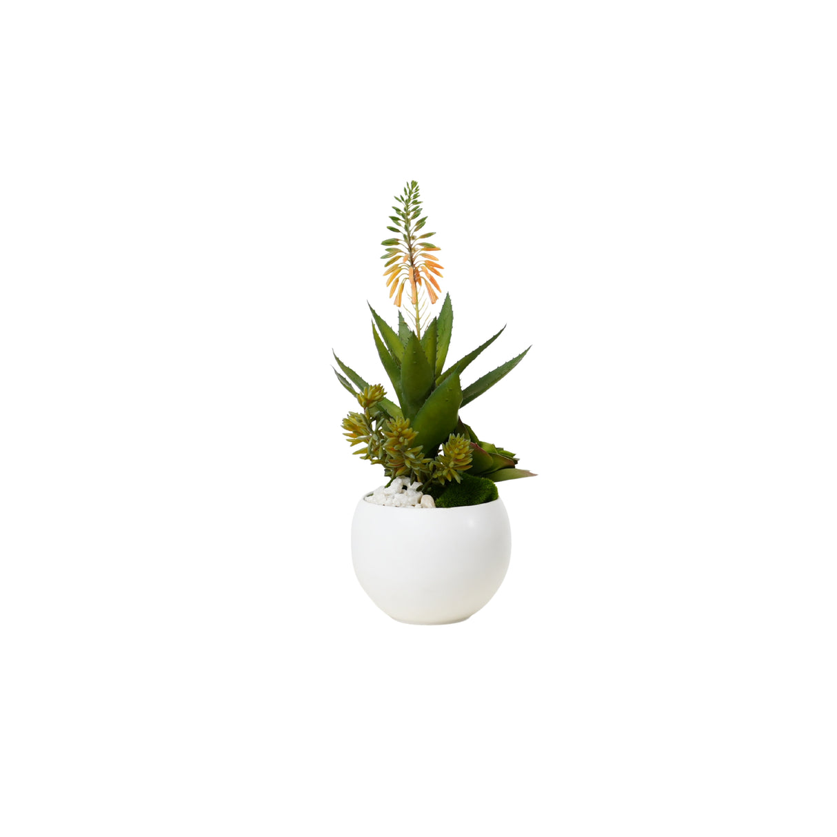 Agave Succulent Arrangement in White Ceramic Sphere #S-74