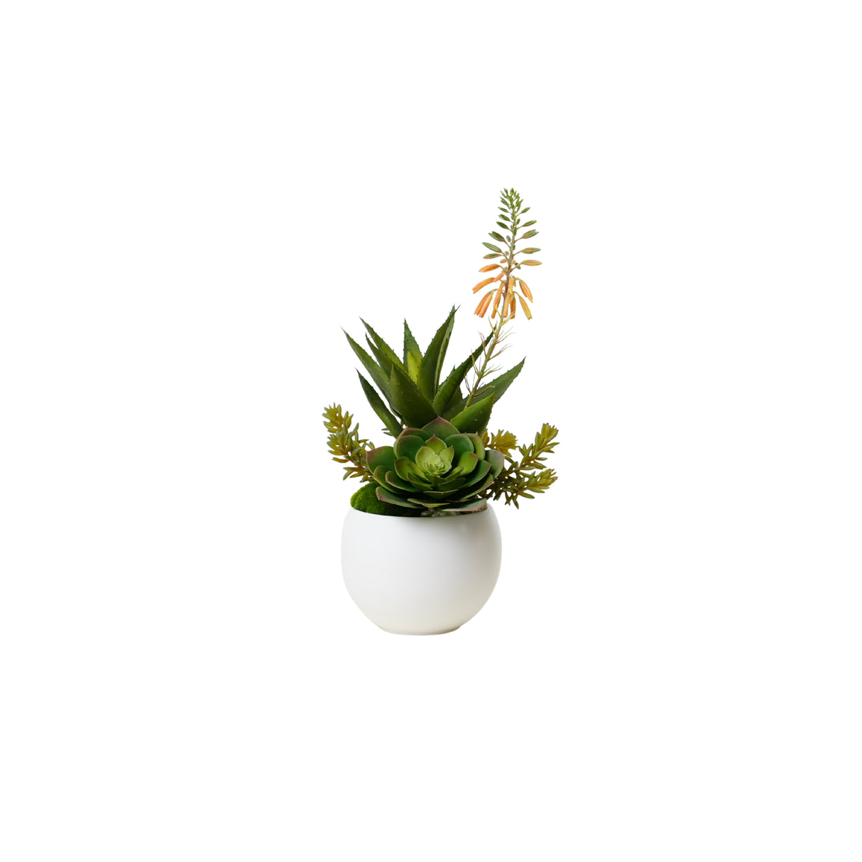 Agave Succulent Arrangement in White Ceramic Sphere #S-74