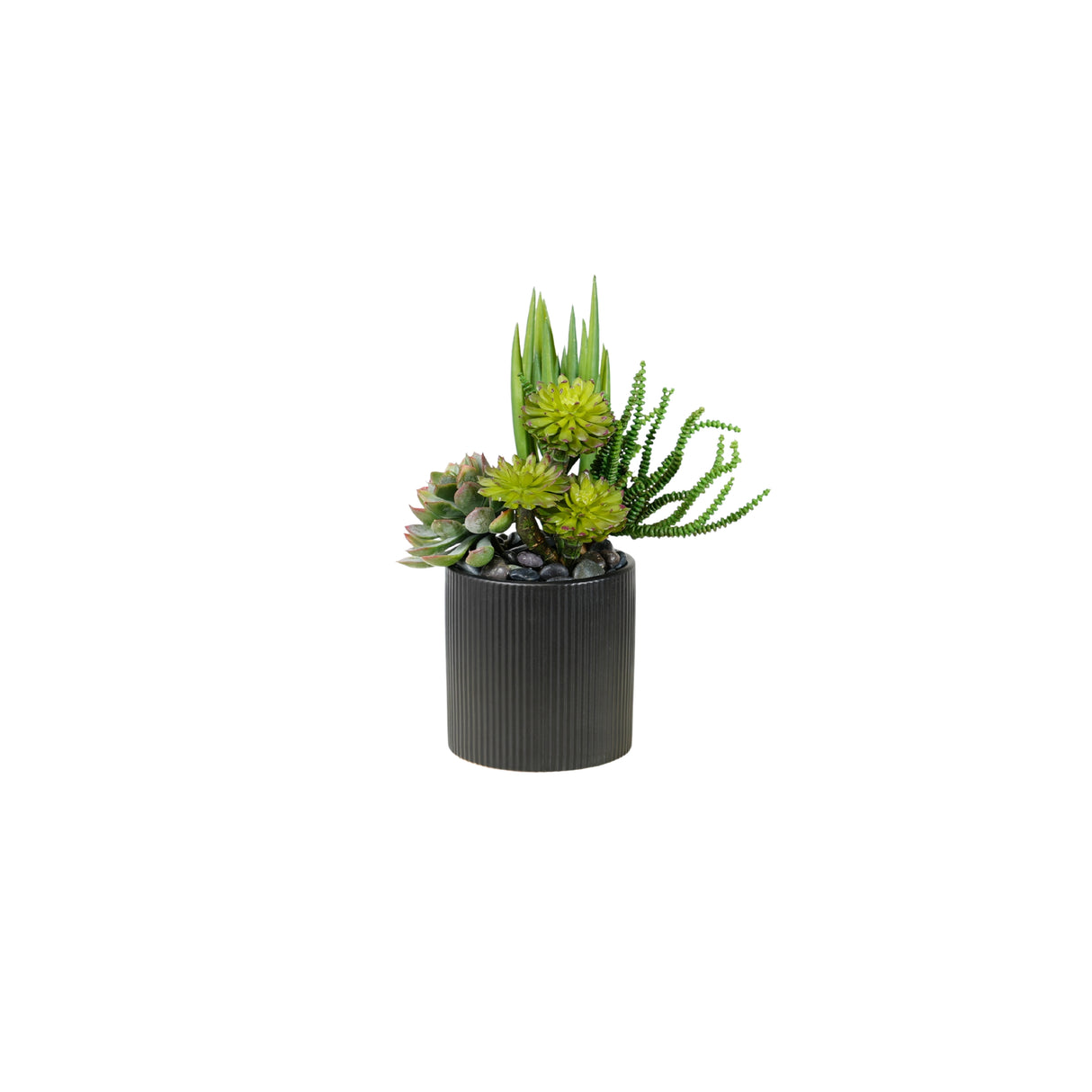 Succulents Arrangement in Ribbed Black Ceramic Planter #S-79