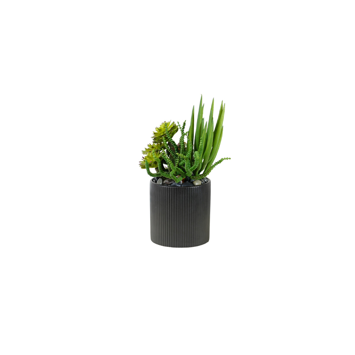 Succulents Arrangement in Ribbed Black Ceramic Planter #S-79