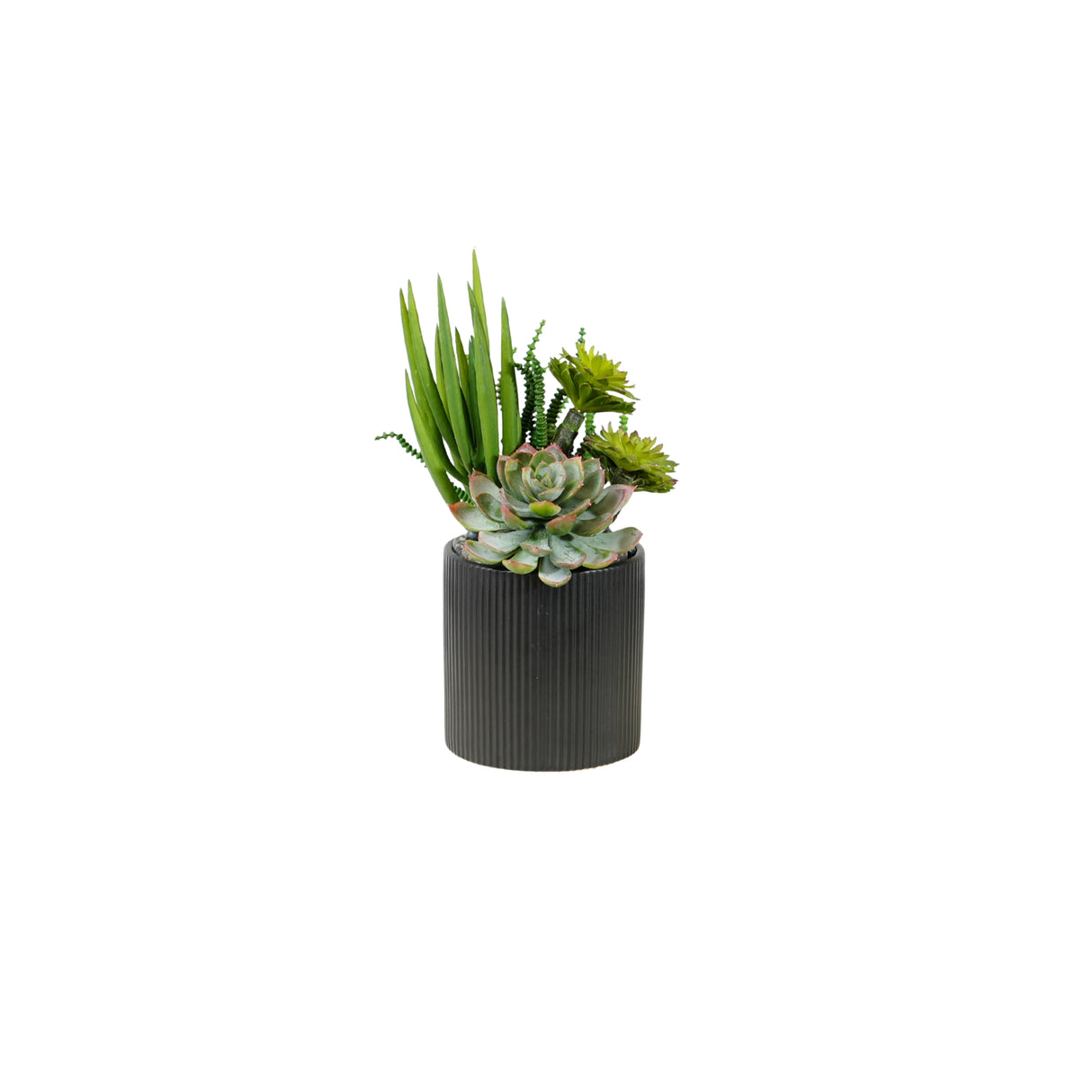 Succulents Arrangement in Ribbed Black Ceramic Planter #S-79
