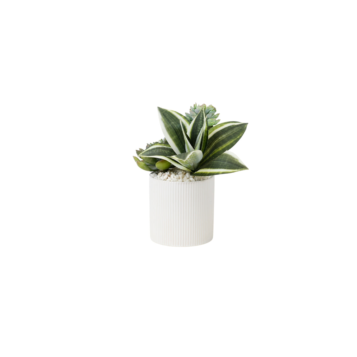 Succulents Arrangement in Ribbed White Ceramic Planter #S-80