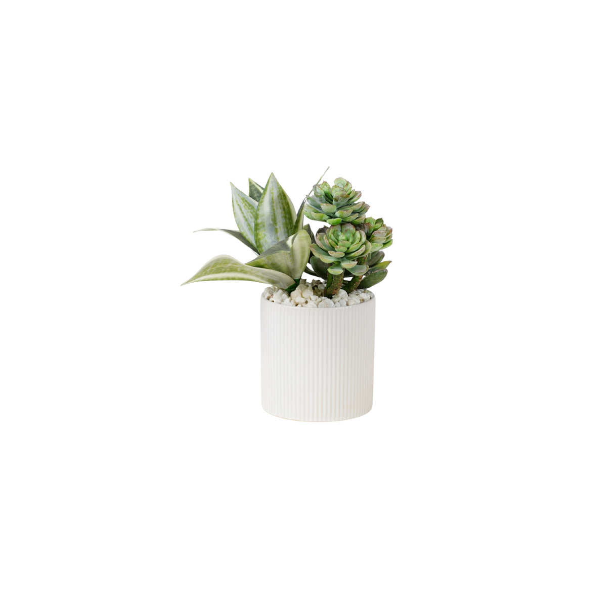 Succulents Arrangement in Ribbed White Ceramic Planter #S-80