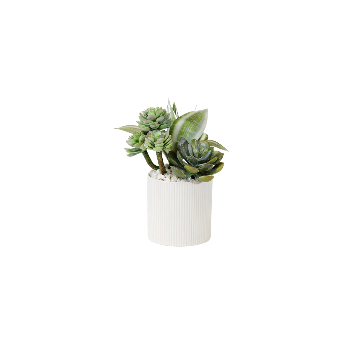 Succulents Arrangement in Ribbed White Ceramic Planter #S-80