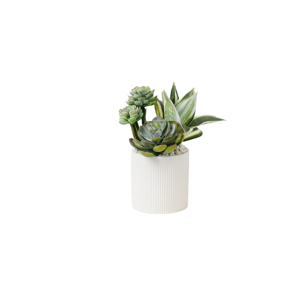 Succulents Arrangement in Ribbed White Ceramic Planter #S-80