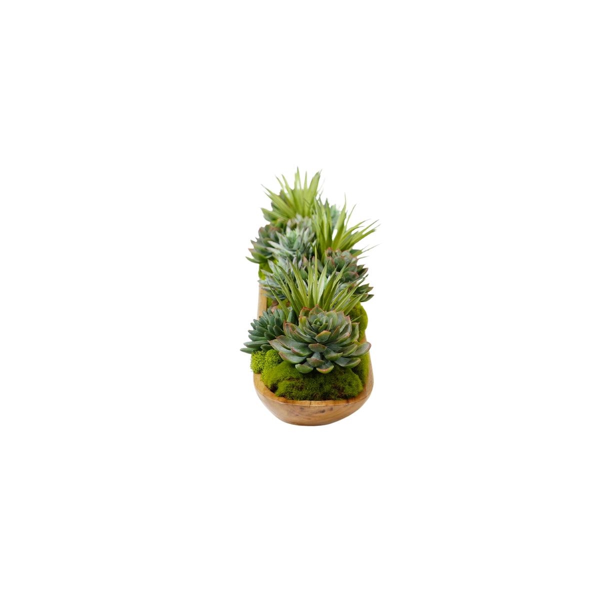 Succulents Arrangement in Teak Wood Tray #S-82