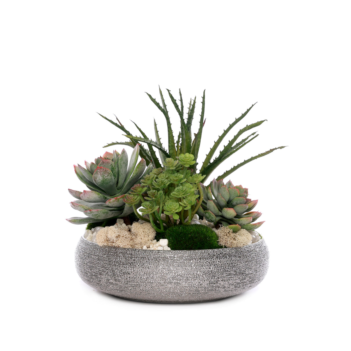 Succulent with Pebbles and Moss in Textured Silver Bowl #S-83