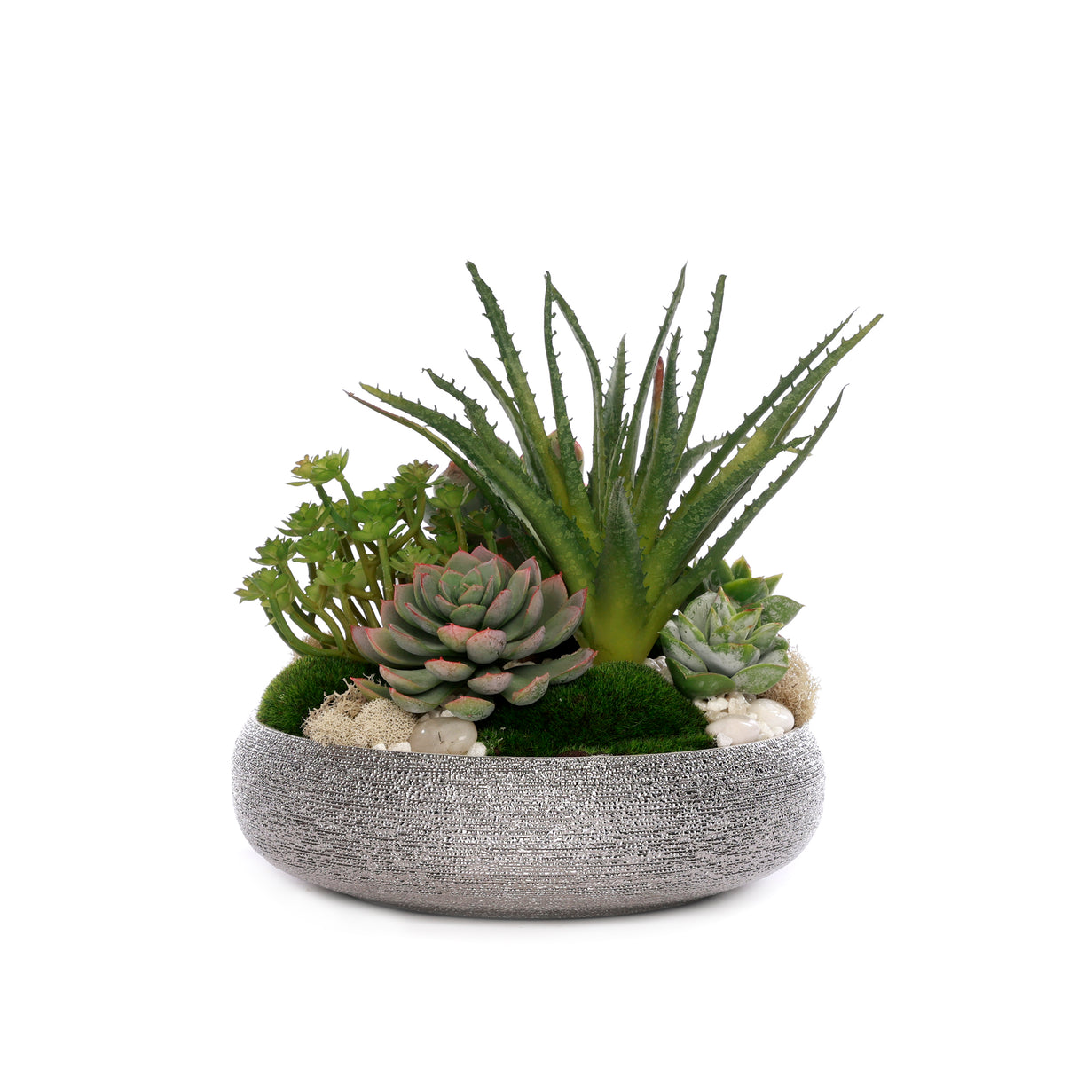 Succulent with Pebbles and Moss in Textured Silver Bowl #S-83