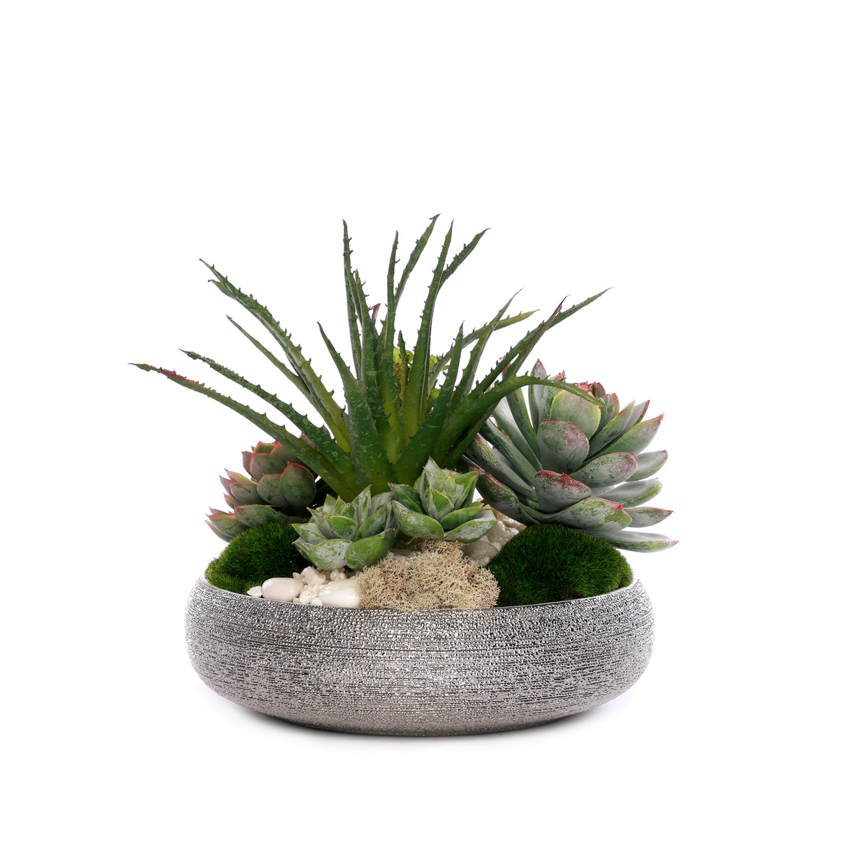 Succulent with Pebbles and Moss in Textured Silver Bowl #S-83