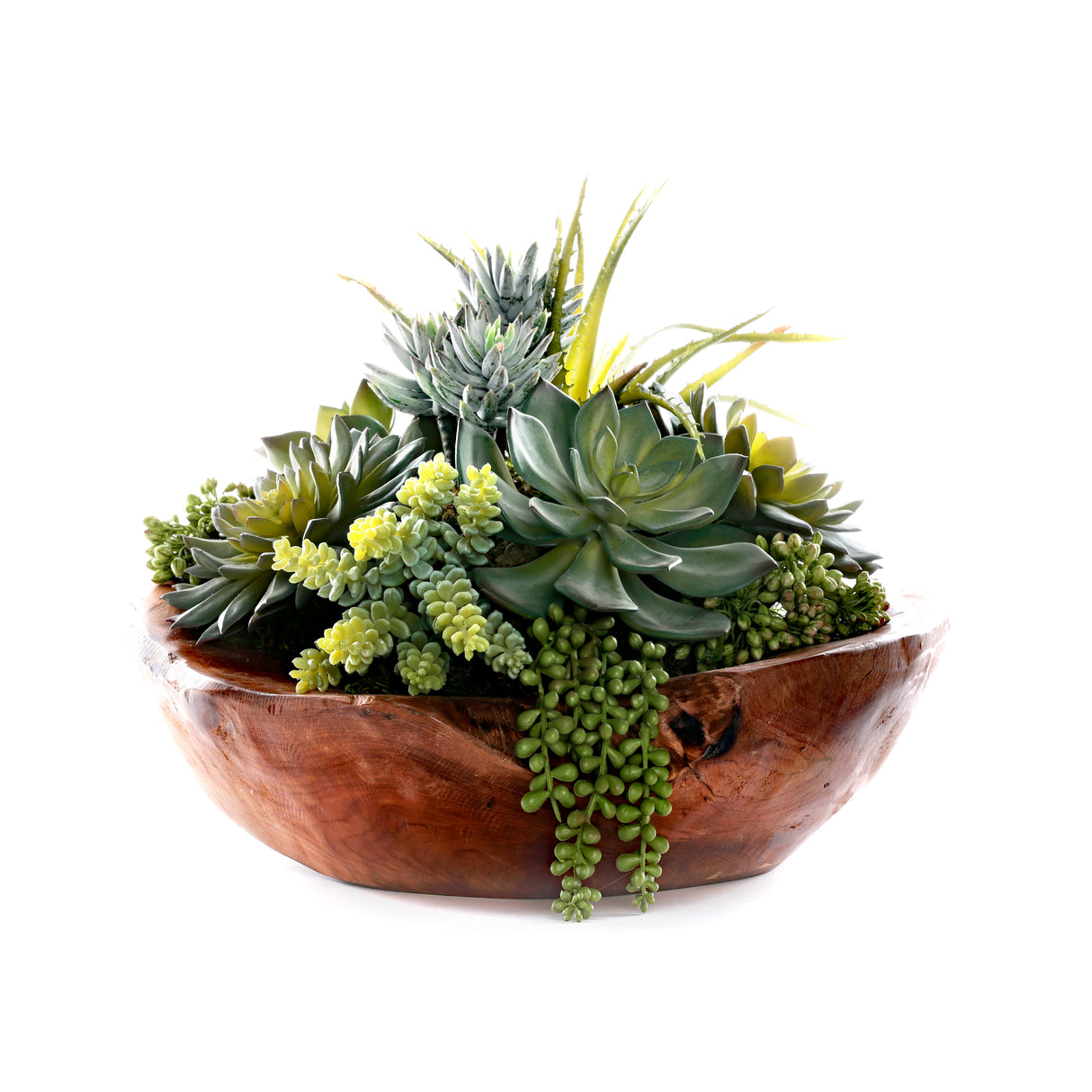 Succulents in Teak Wood Bowl #S-86