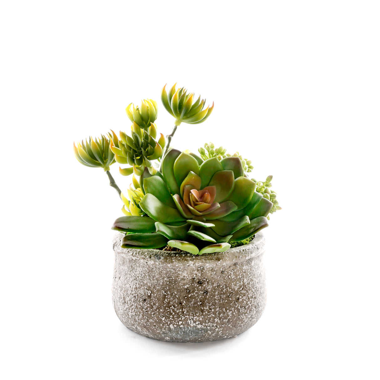 Succulents in Green Garden Bowl #S-88