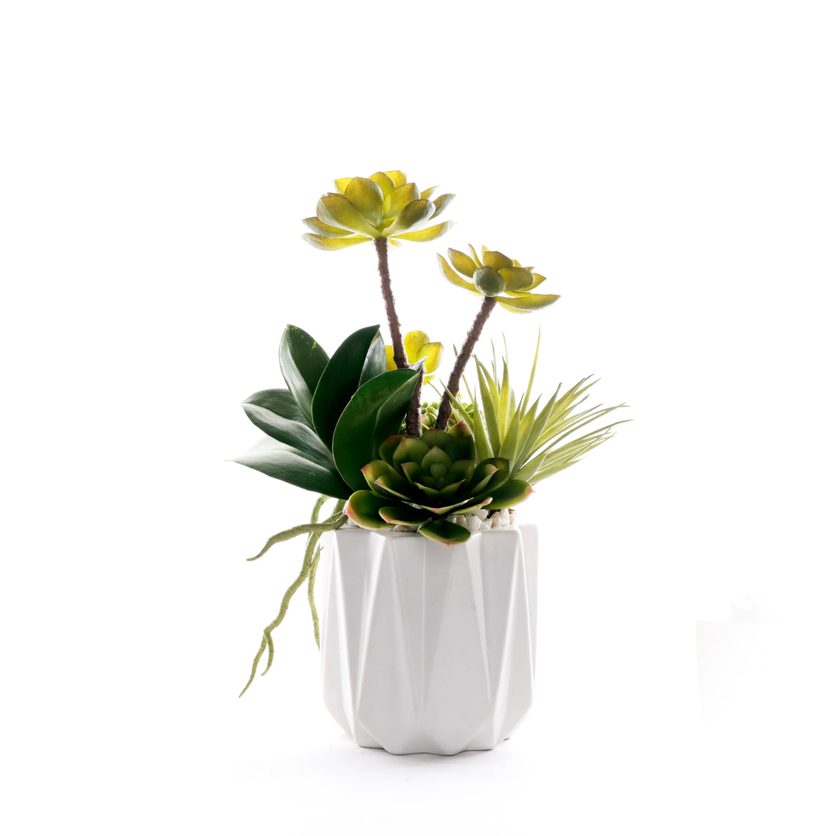 Succulents in White Dimensional Planter #S-89