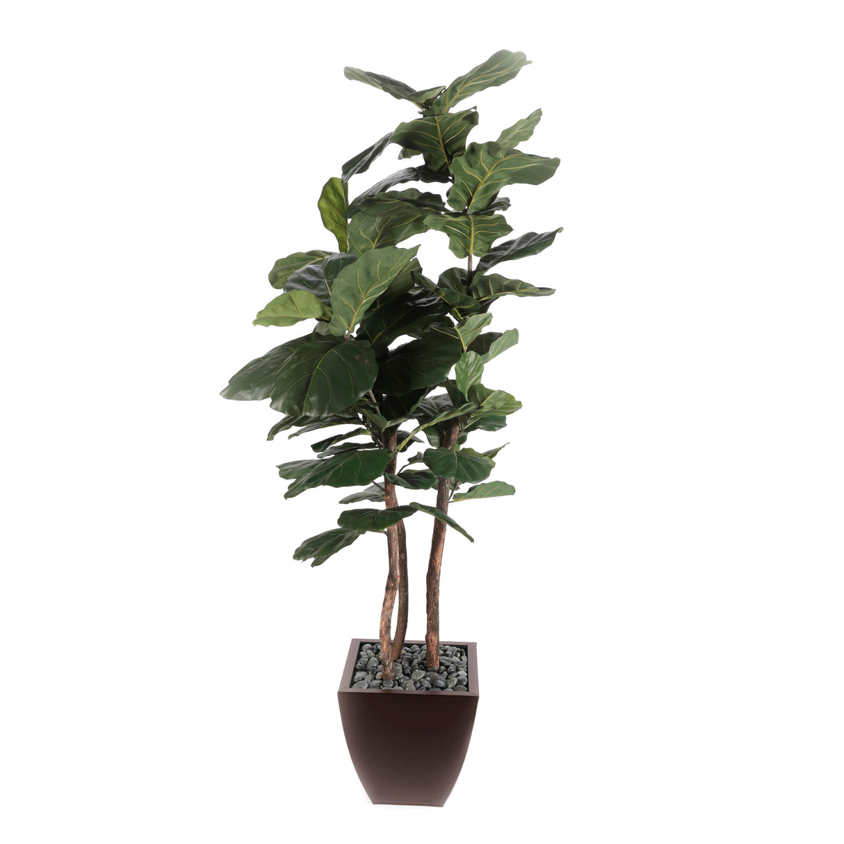 7' Brazilian Fiddle Leaf Tree with Real Wood Trunks in Brown Pot #T-100