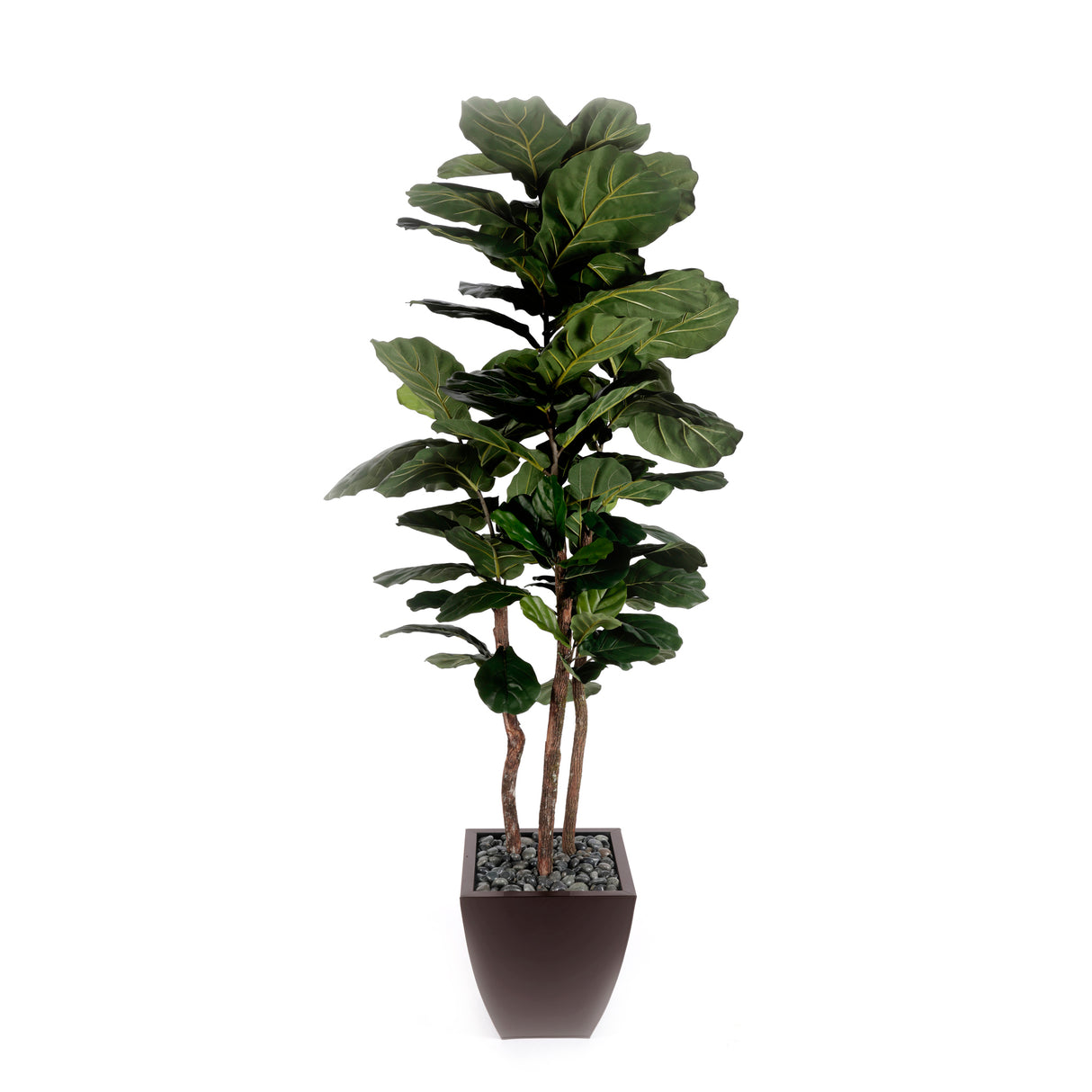 7' Brazilian Fiddle Leaf Tree with Real Wood Trunks in Brown Pot #T-100