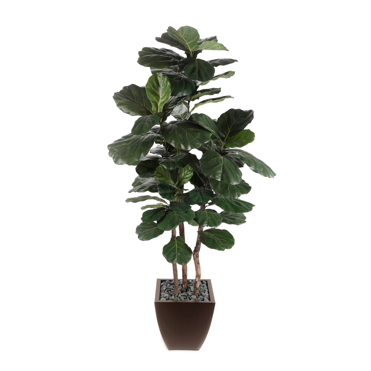 7' Brazilian Fiddle Leaf Tree with Real Wood Trunks in Brown Pot #T-100