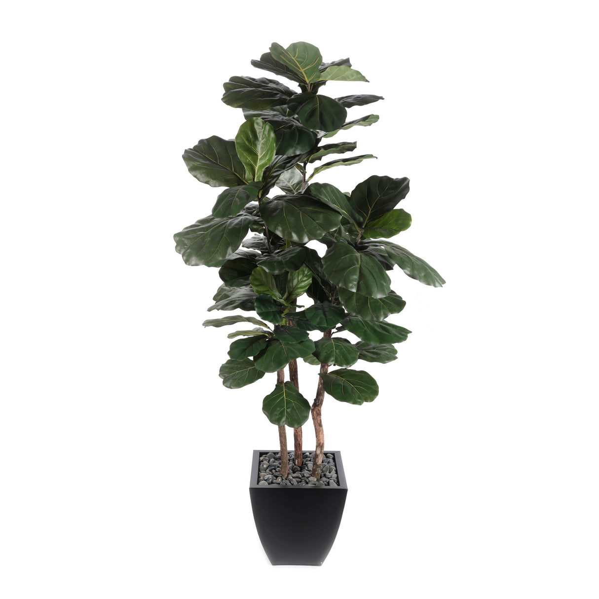 7' Brazilian Fiddle Leaf Tree with Real Wood Trunks in Black Pot #T-100B
