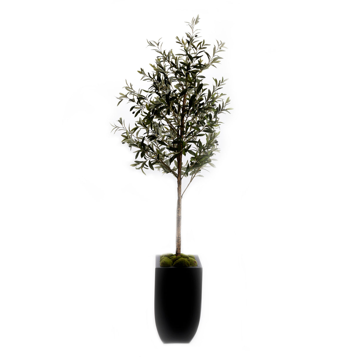 80"H Olive Tree With Faux Moss In Black Tapered Tin Planter #T-106