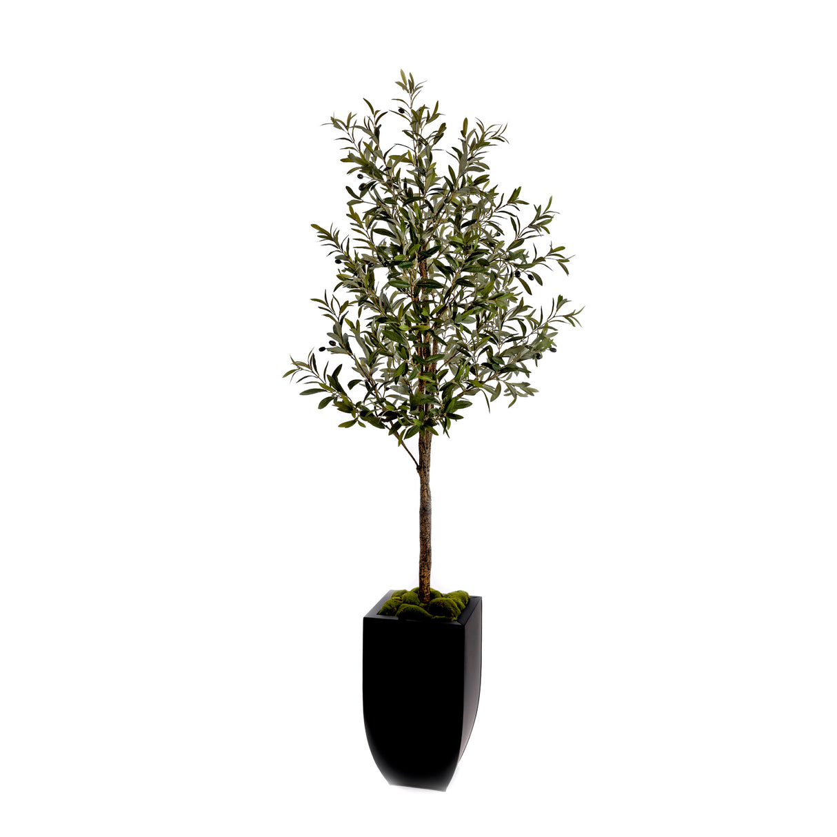 80"H Olive Tree With Faux Moss In Black Tapered Tin Planter #T-106