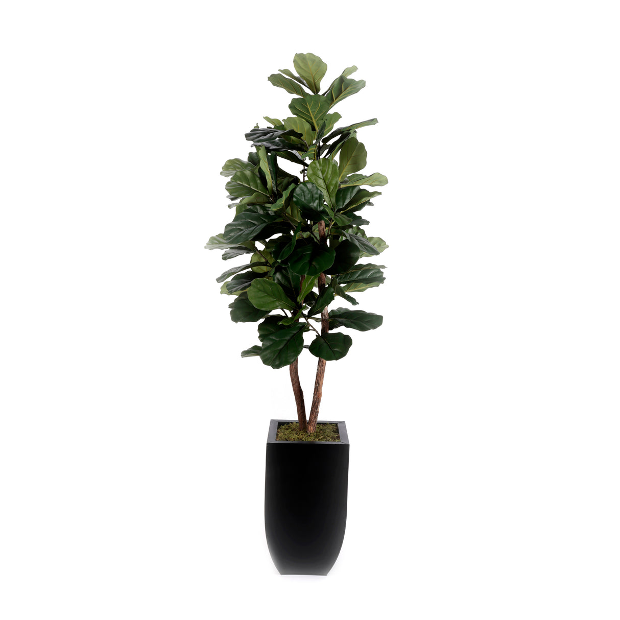 6'H Fiddle Leaf Tree, Real Wood Trunks in Black Tin Pot #T-107