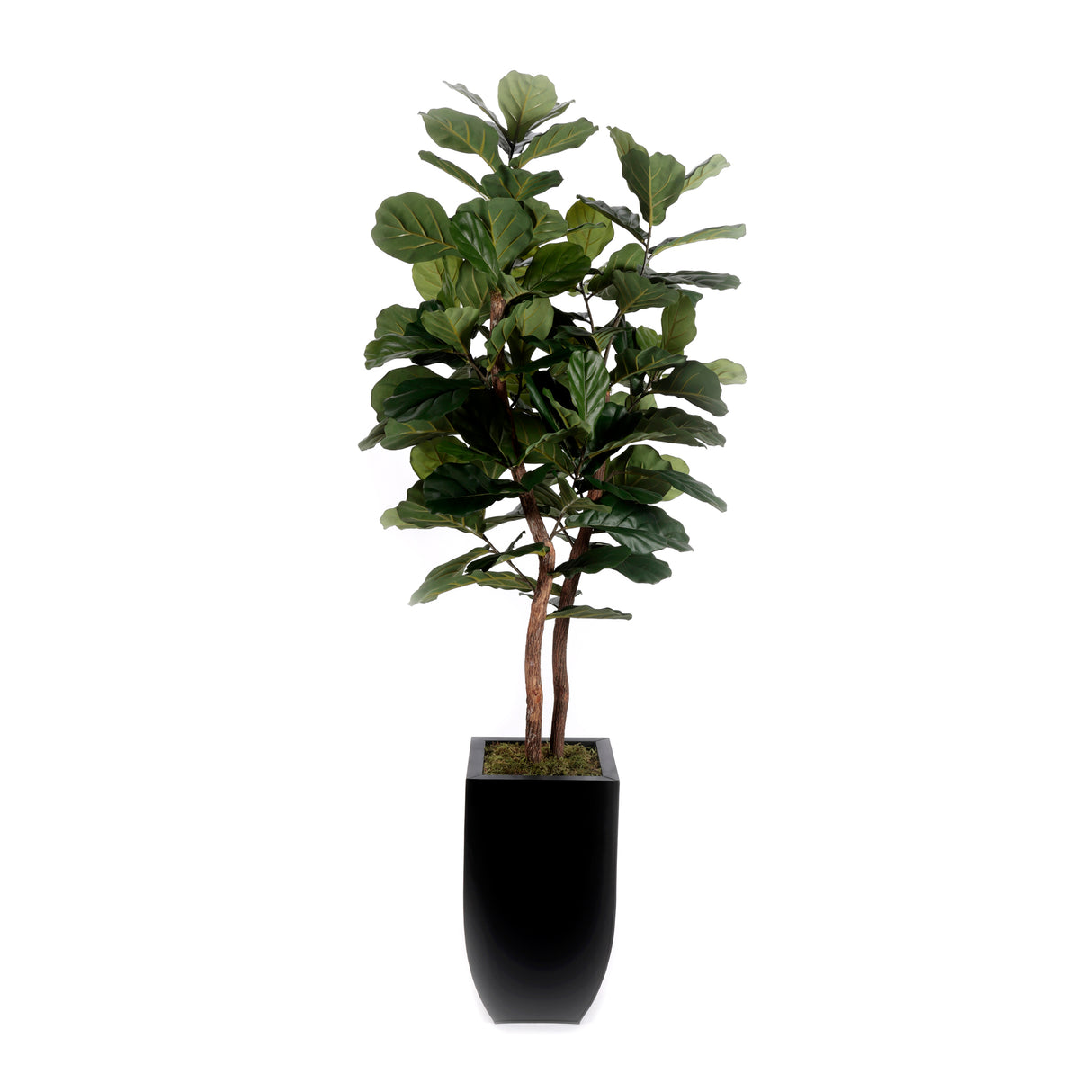 6'H Fiddle Leaf Tree, Real Wood Trunks in Black Tin Pot #T-107