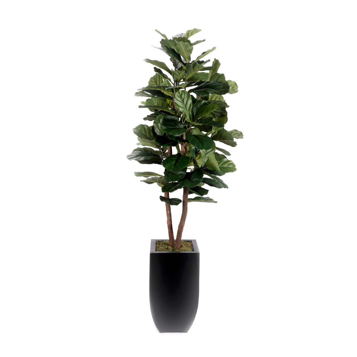 6'H Fiddle Leaf Tree, Real Wood Trunks in Black Tin Pot #T-107