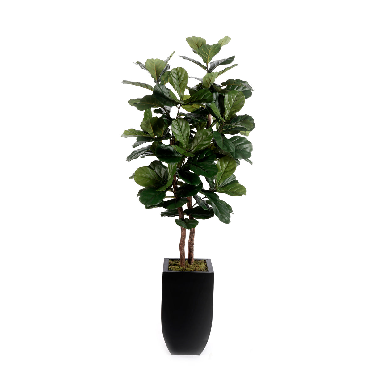 6'H Fiddle Leaf Tree, Real Wood Trunks in Black Tin Pot #T-107