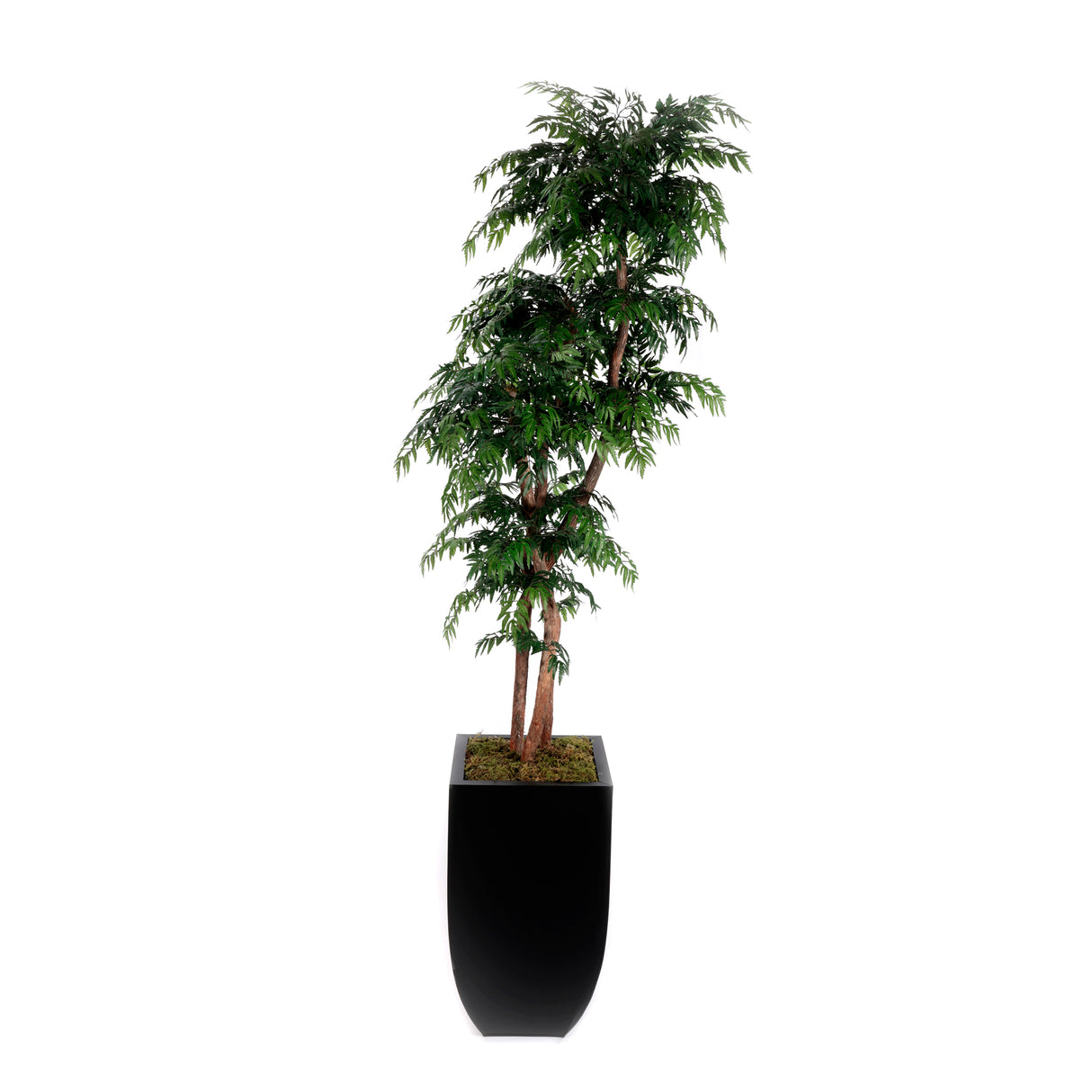 84"H Aralia Tree Real Wood Trunks in Black Tapered Tin Pot #T-109