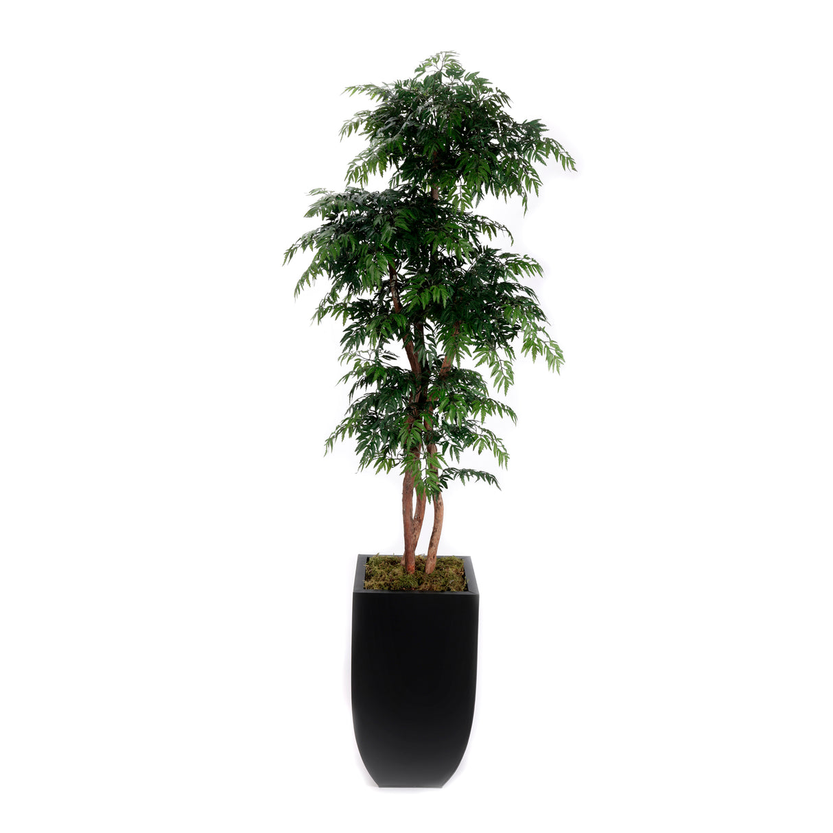 84"H Aralia Tree Real Wood Trunks in Black Tapered Tin Pot #T-109