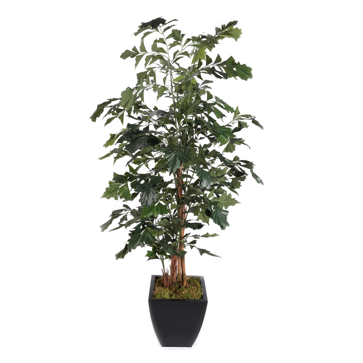 91"H Artifical Fishtail Palm Tree in Black Tapered Tin Pot #T-111