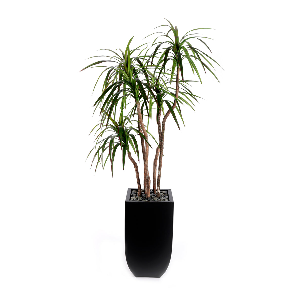 78"H Yucca Tree Real Wood Trunks Rocks in Black Tin Pot #T-112