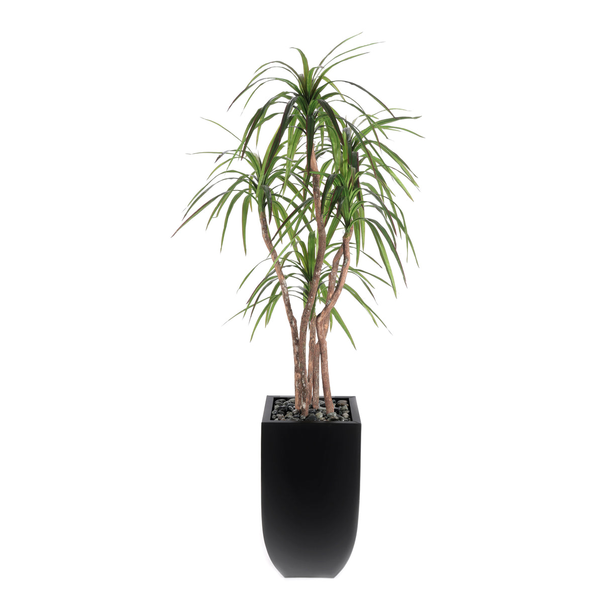 78"H Yucca Tree Real Wood Trunks Rocks in Black Tin Pot #T-112