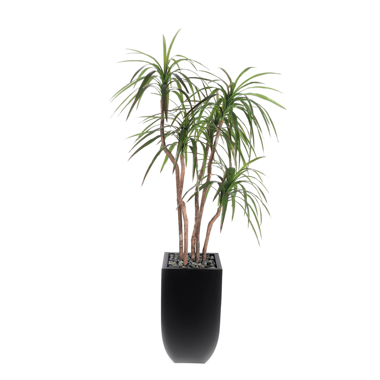 78"H Yucca Tree Real Wood Trunks Rocks in Black Tin Pot #T-112