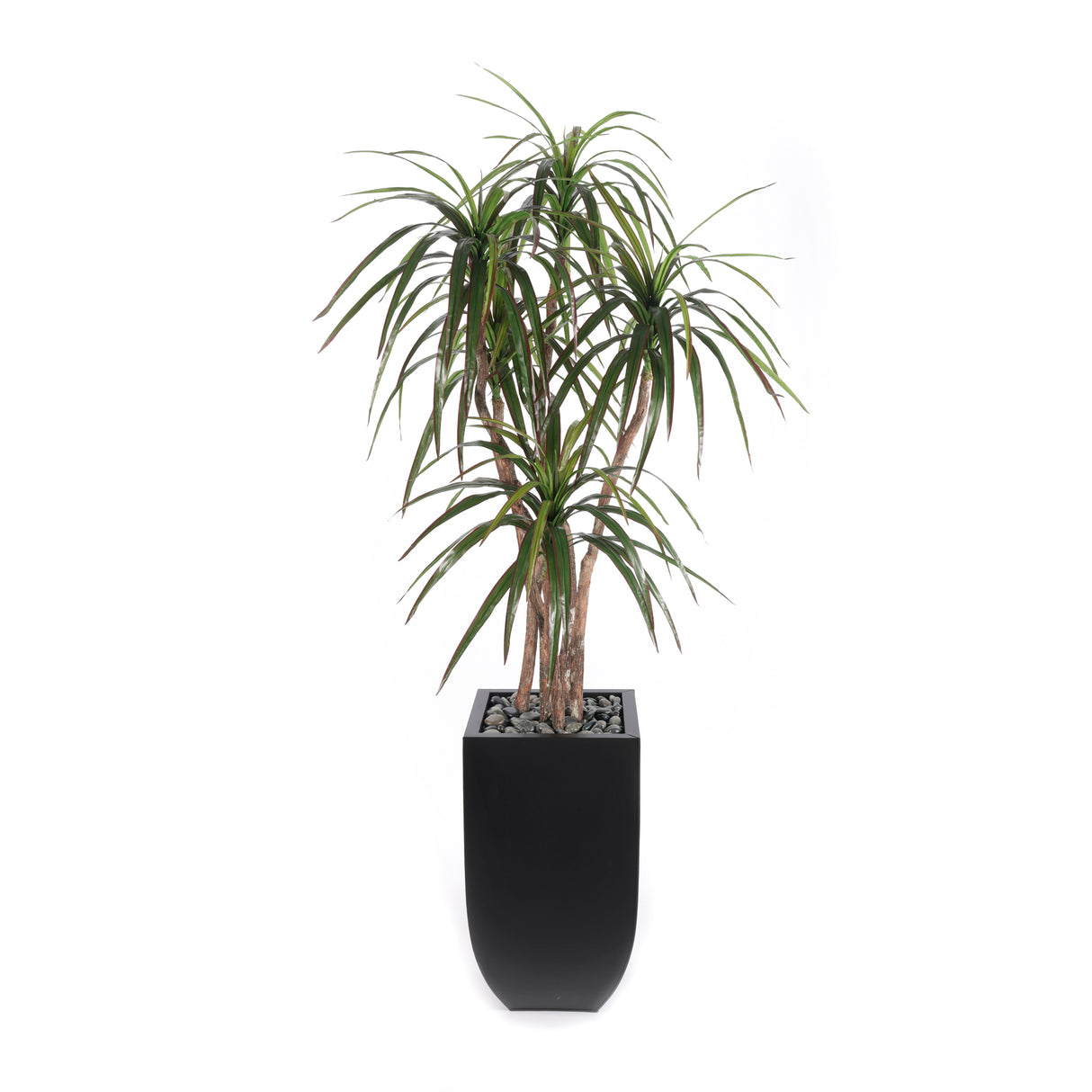 78"H Yucca Tree Real Wood Trunks Rocks in Black Tin Pot #T-112