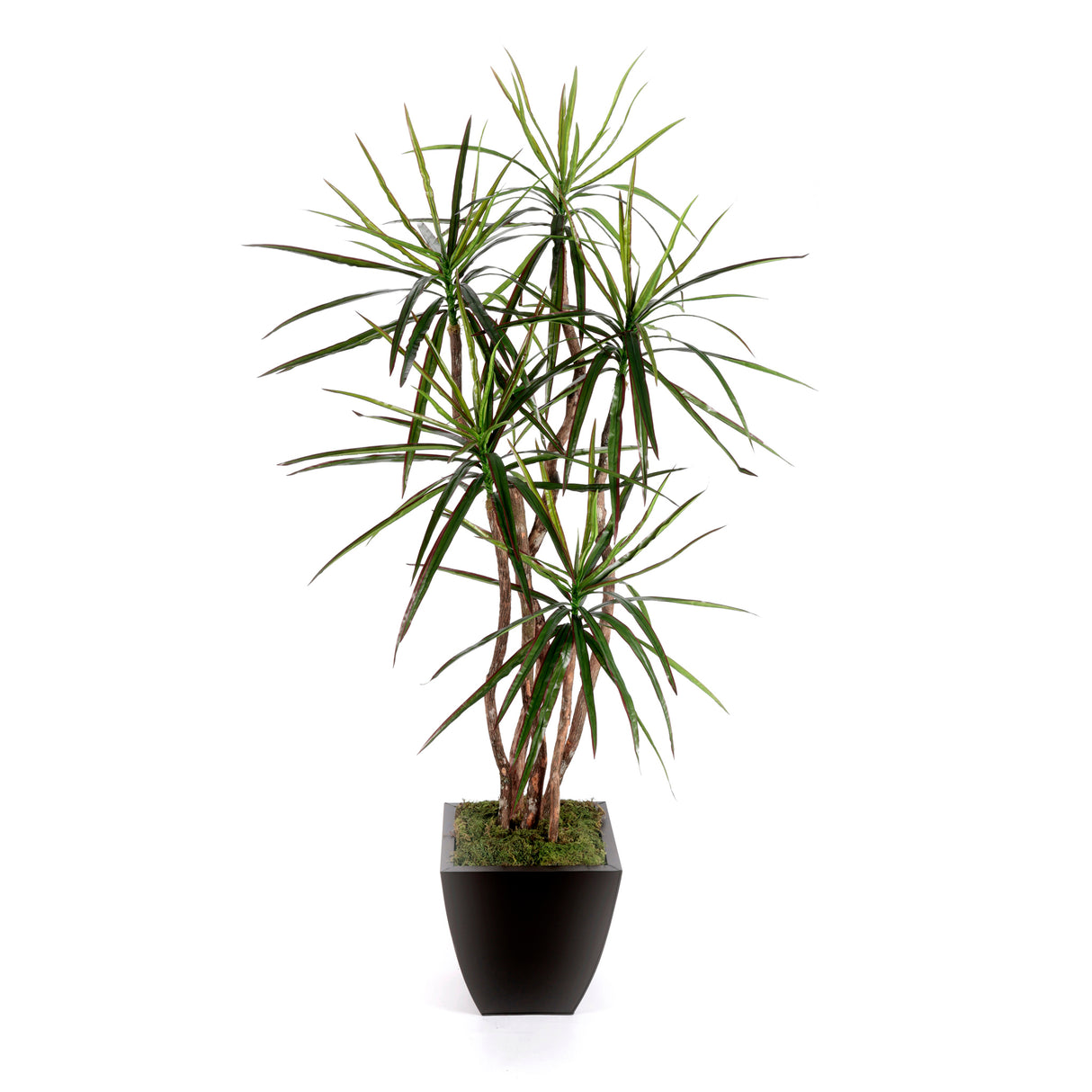 7'H Yucca Tree with Real Wood Trunks in Bronze Tin Pot #T-115