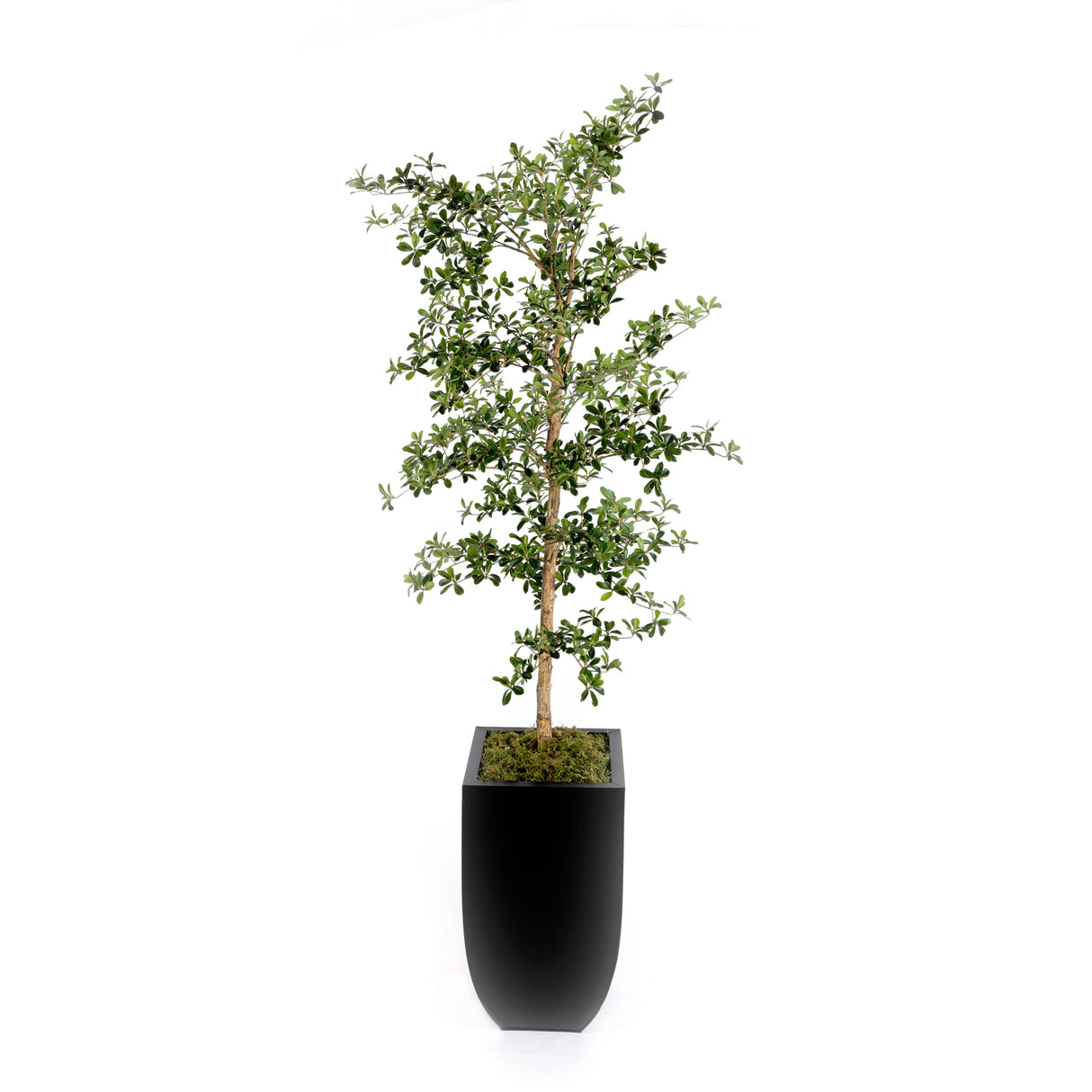 86"H Faux Shady Lady Tree in Black Tin Planter #T-116