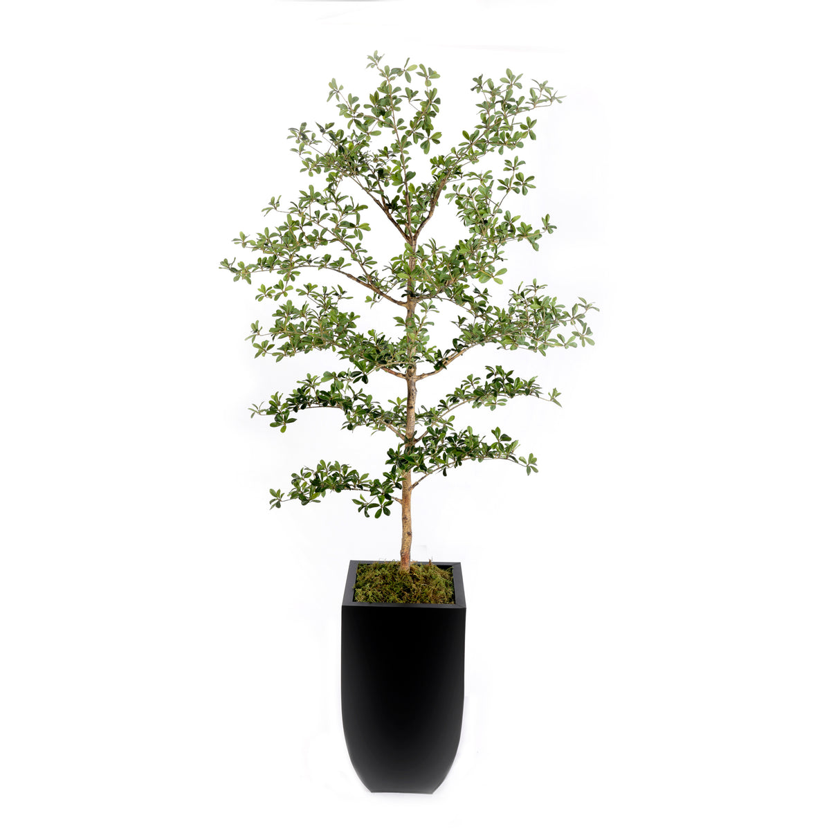 86"H Faux Shady Lady Tree in Black Tin Planter #T-116