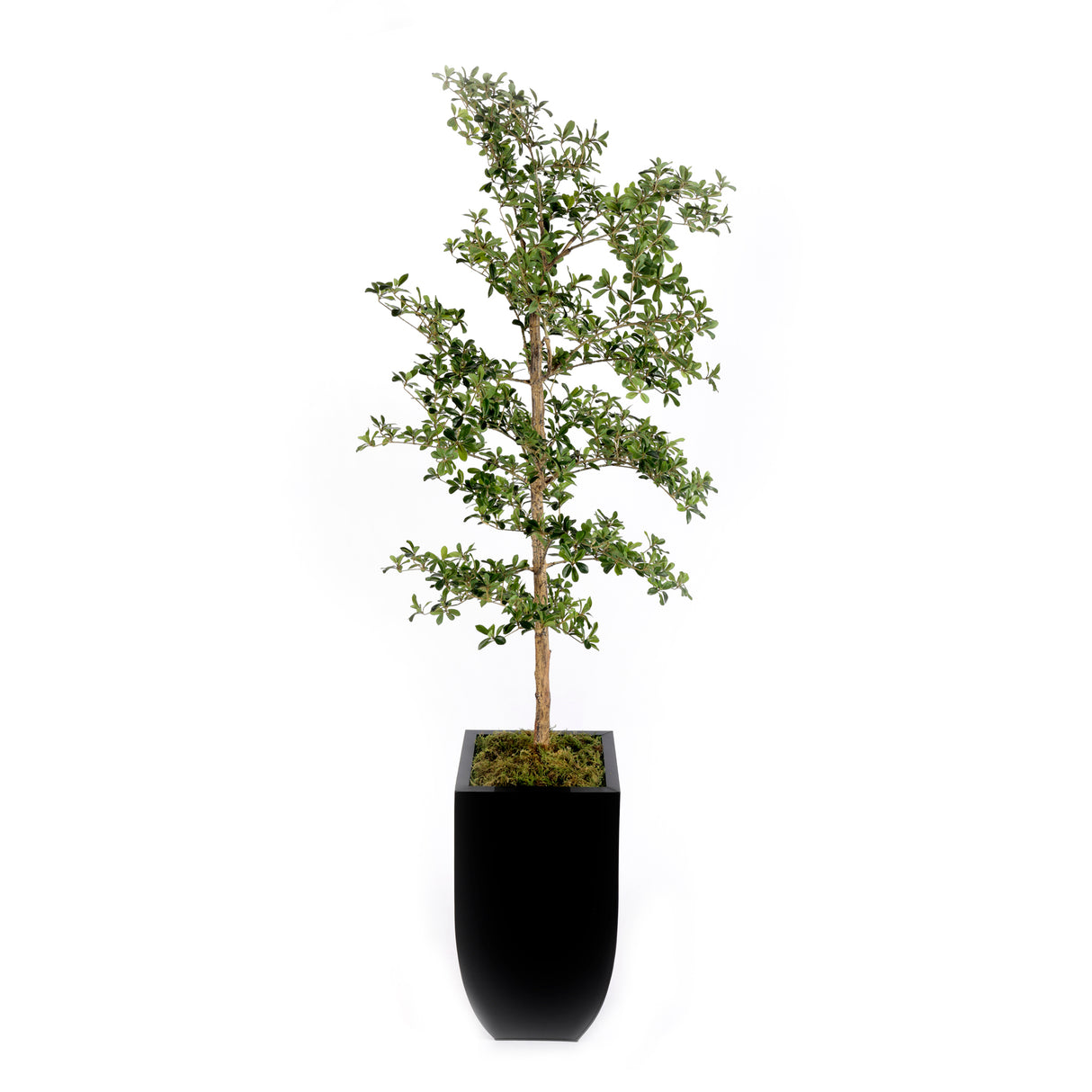 86"H Faux Shady Lady Tree in Black Tin Planter #T-116