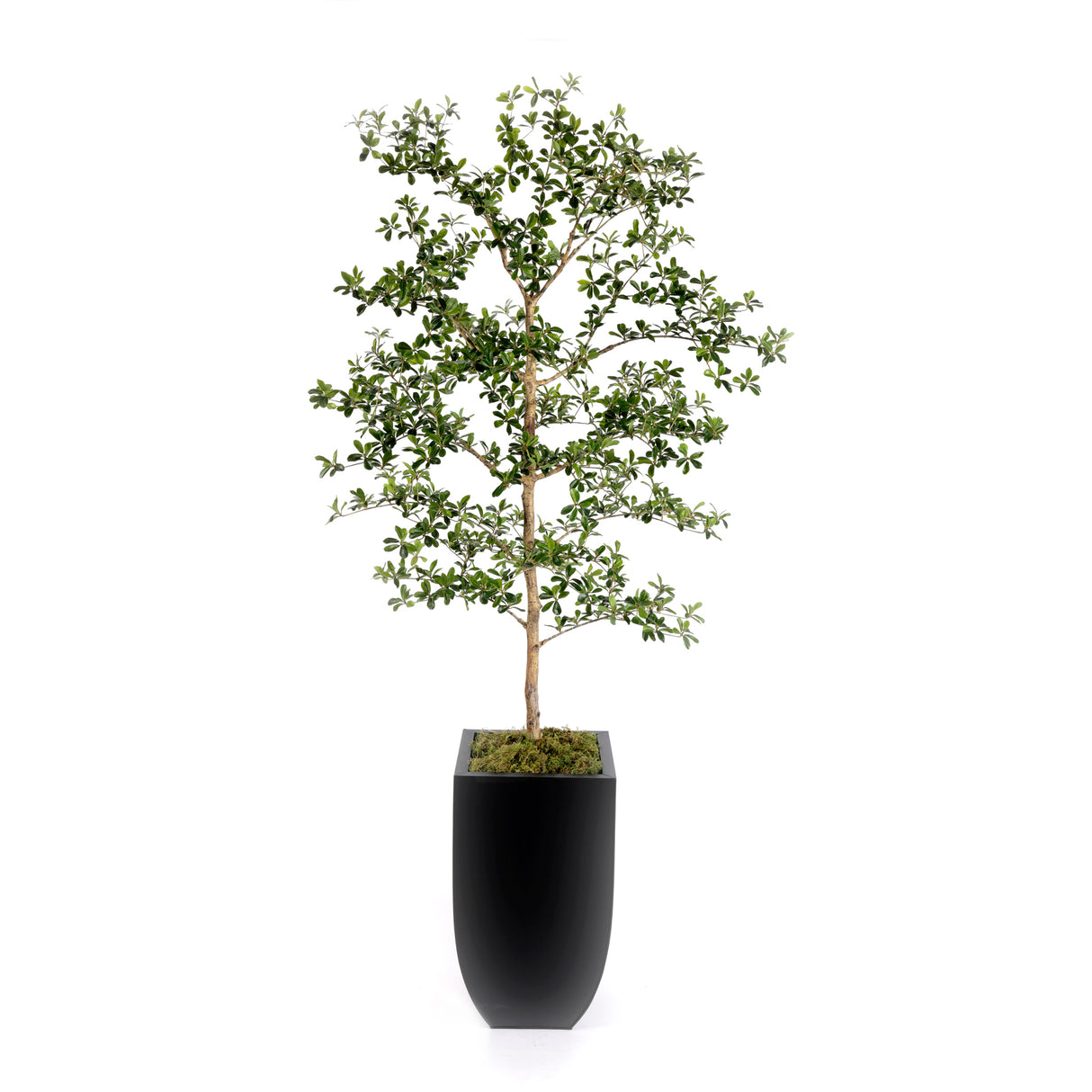 86"H Faux Shady Lady Tree in Black Tin Planter #T-116