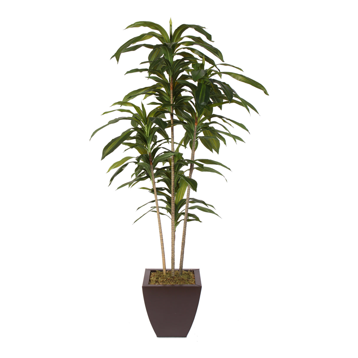 artificial, silk flowers, succulent, dracaena massangeana tree, contemporary