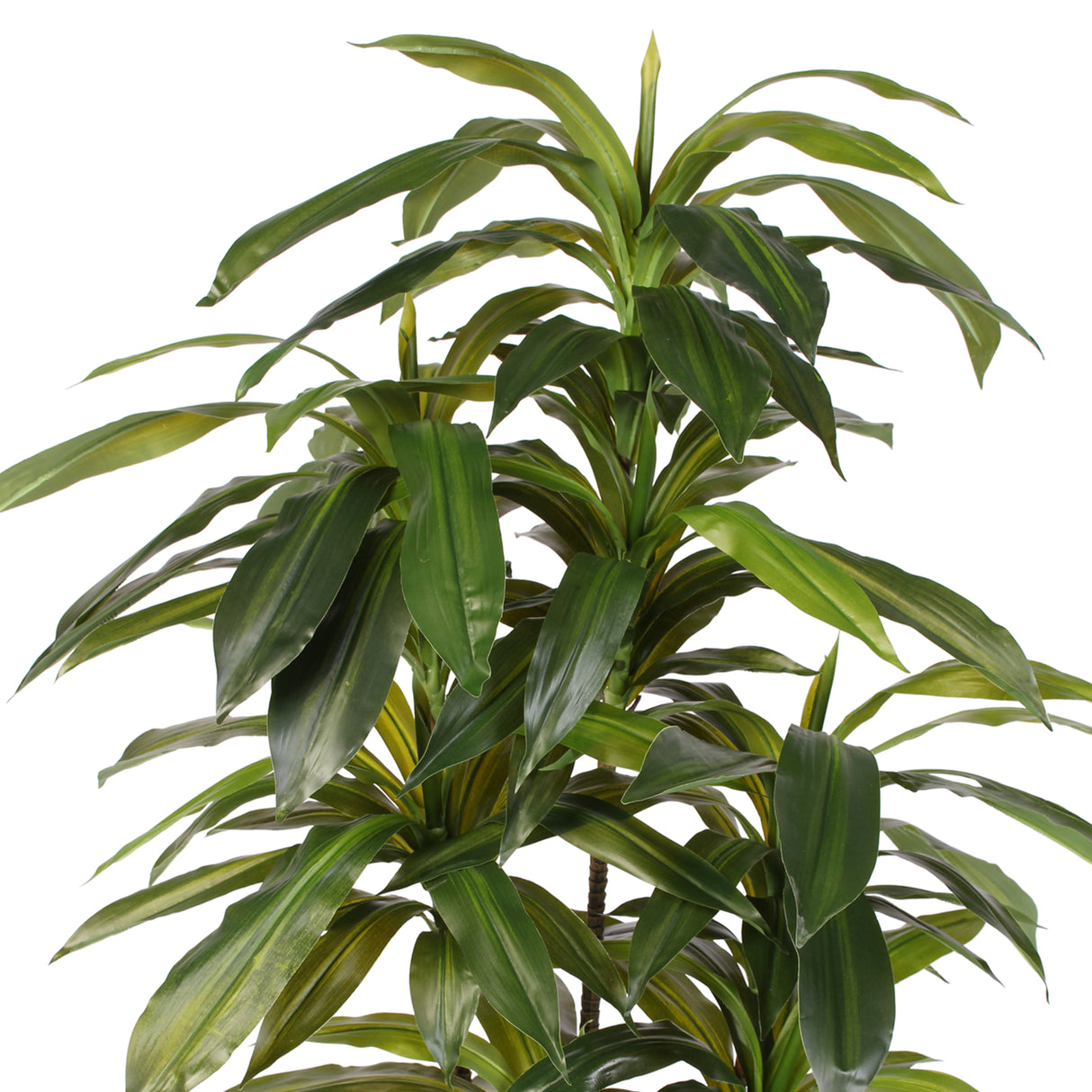 artificial, silk flowers, succulent, dracaena massangeana tree, contemporary